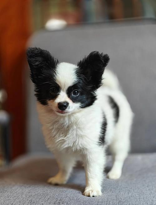 哪种颜色的蝴蝶犬比较好
看?