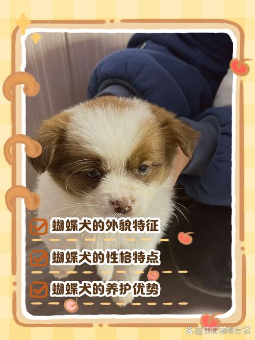 蝴蝶犬是纯白色的吗,有没有其它颜色的?比如花色的??
