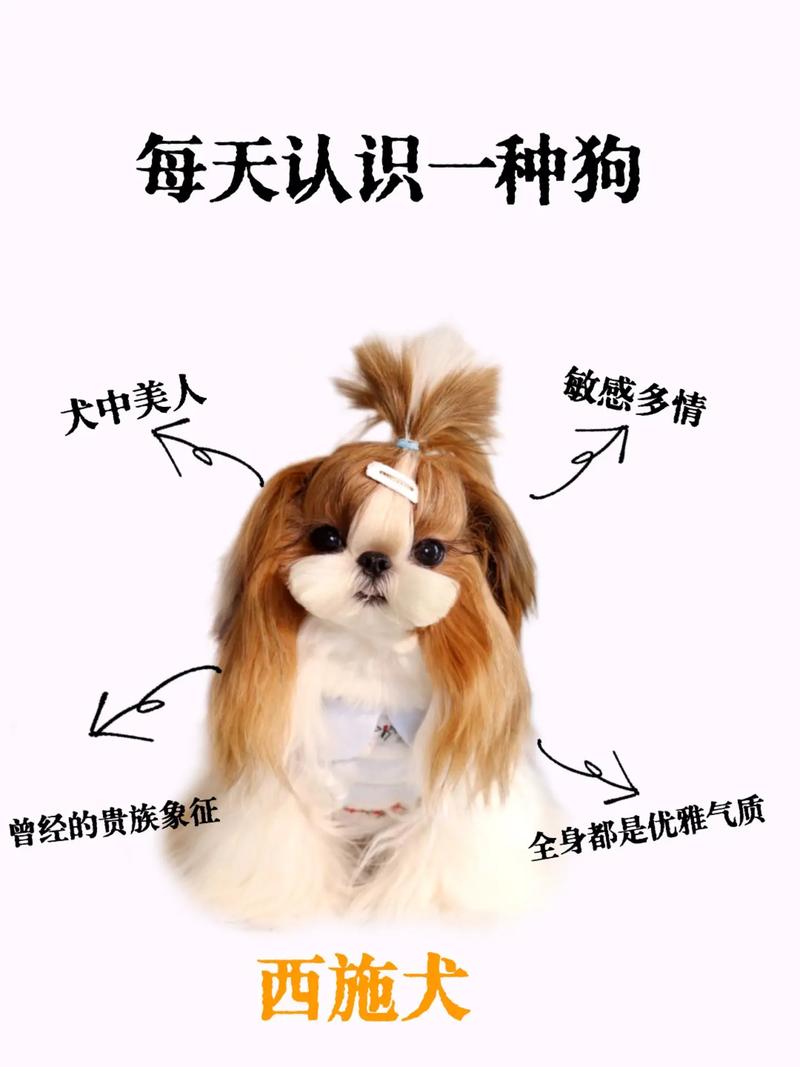 西施犬和蝴蝶犬的区别?