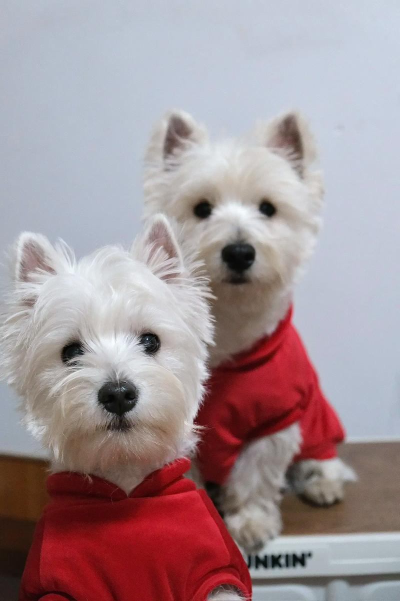 泰迪,西高地白梗犬和比熊哪一个好?