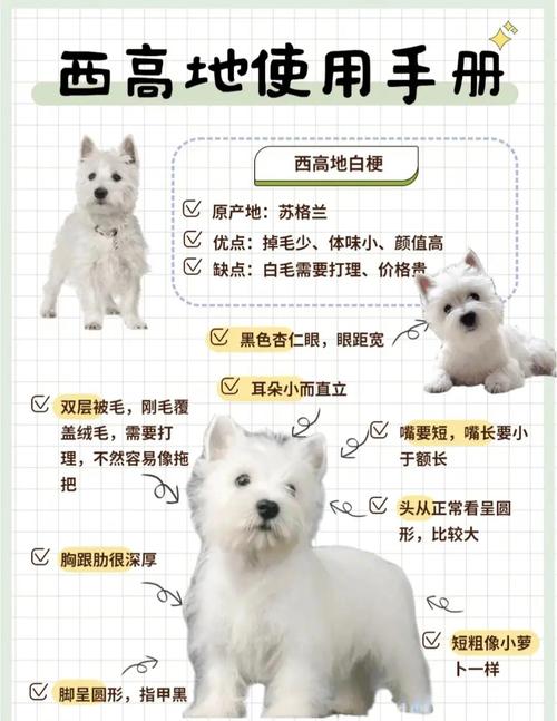西高地白梗容易养吗?跟比熊犬比,哪个更好养?