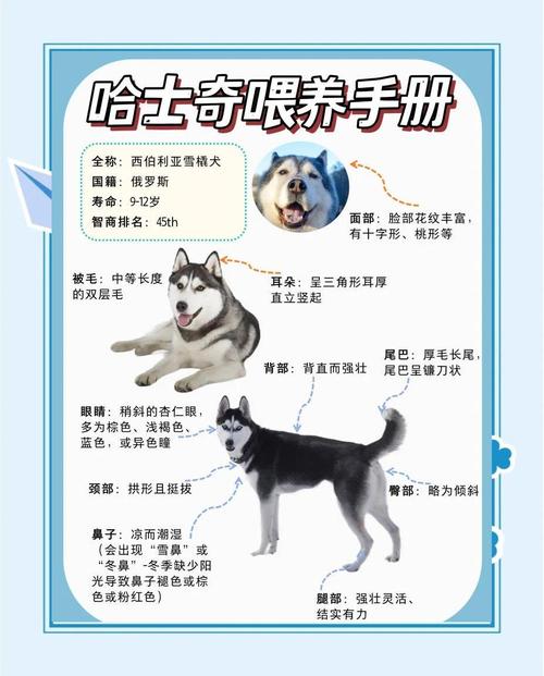 哈士奇应该怎么喂养