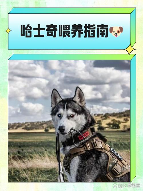 喂养哈士奇的注意事项