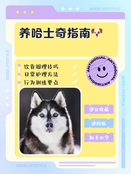 在农村养哈士奇有哪些注意事项?