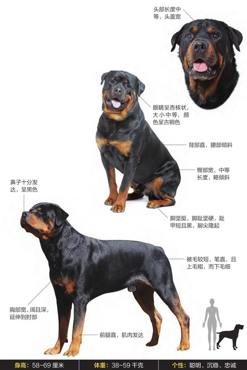 罗威纳犬多少钱一只?