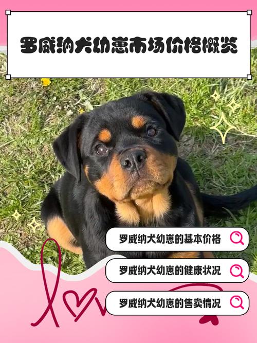 罗威纳犬市场价多少钱一只