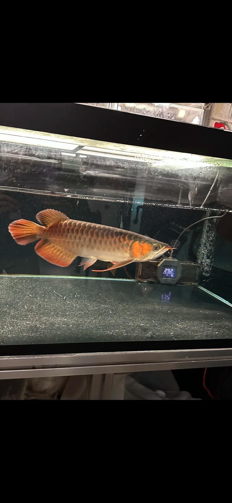 红龙鱼5岁了还值得买吗
