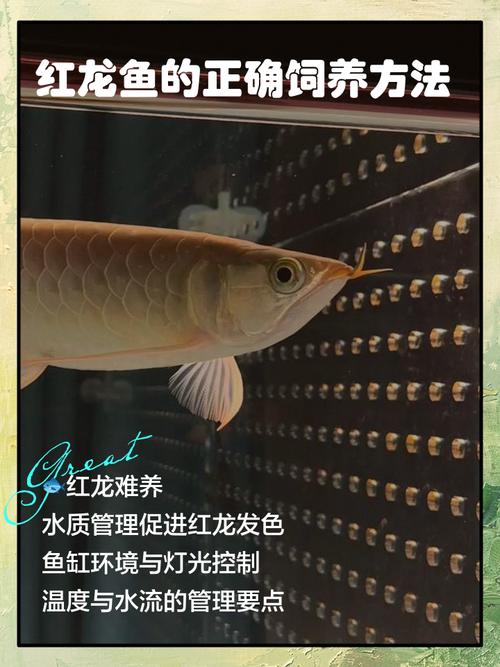 红龙鱼能活多久,红龙鱼有什么品种