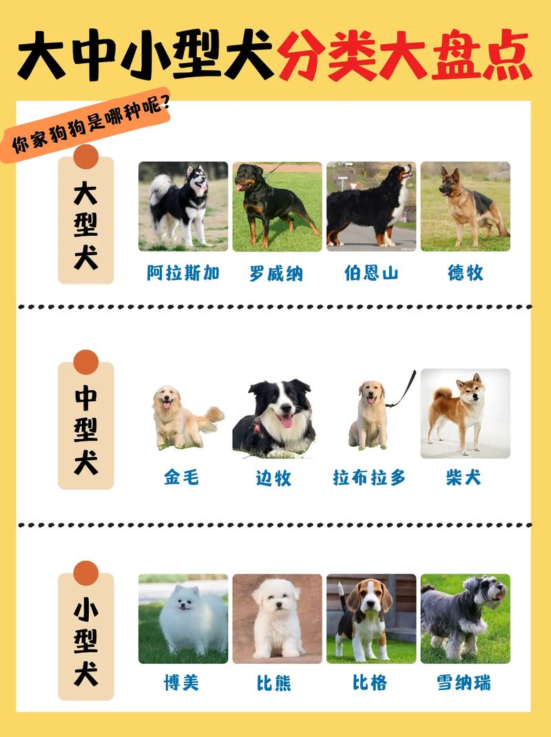 大型犬小型犬有什么判定标准吗?