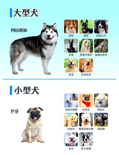 大型犬.中型犬.怎么区别分别有哪些