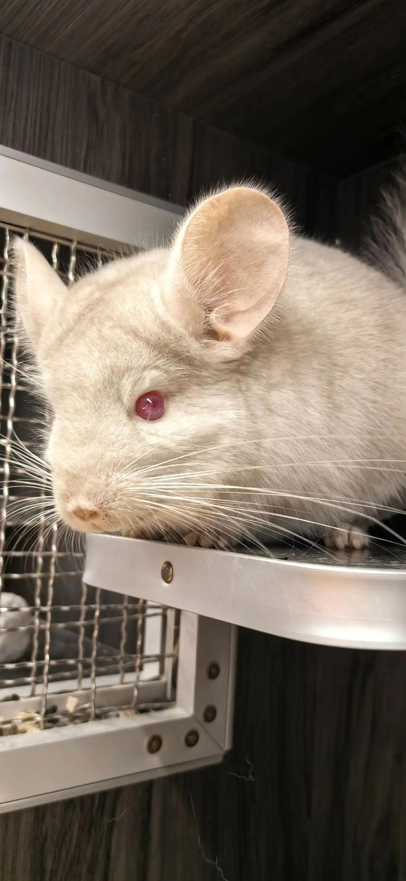 金色龙猫怎么辨别龙猫好养吗