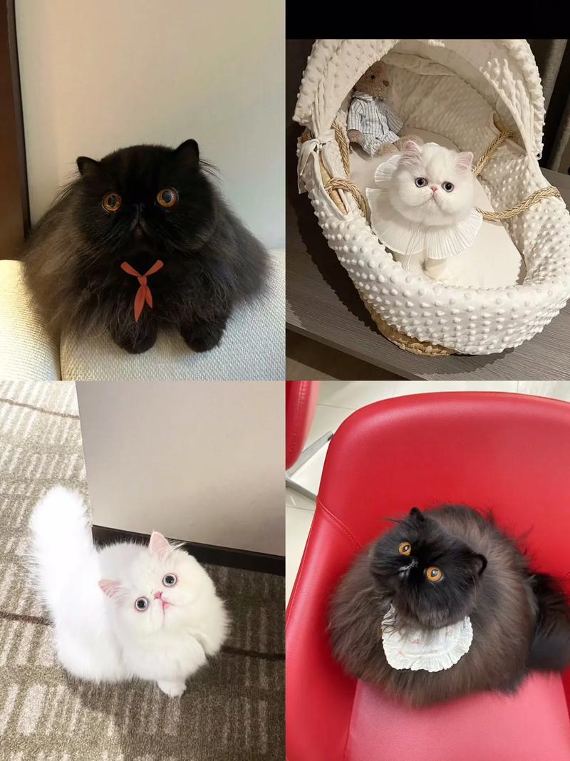 谁知道和加菲猫一样的猫是什么品种?