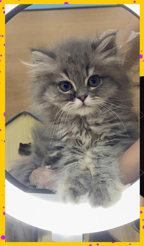 什么猫最像加菲猫?