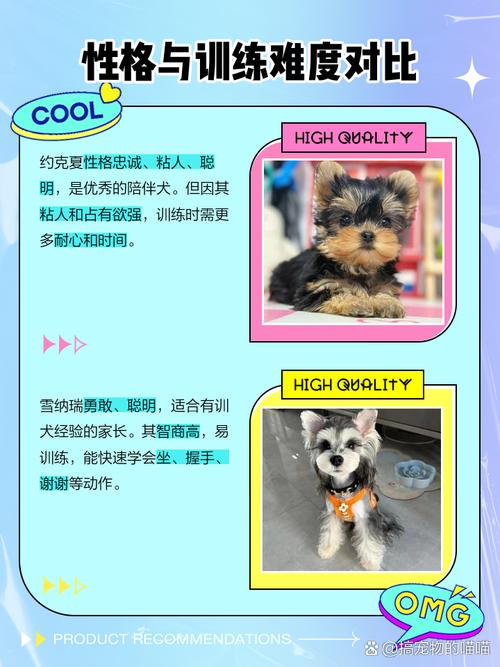 生活中宠物犬越来越常见,西施犬和约克夏的区别是什么呢?
