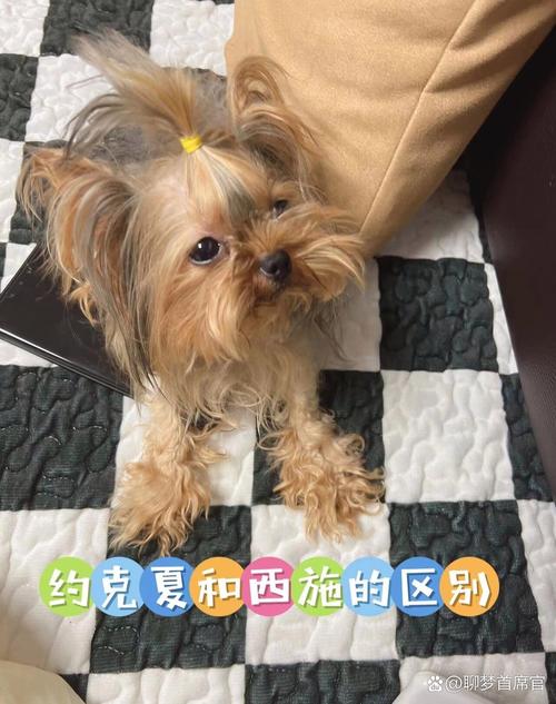 约克夏和雪纳瑞真的很像呀,你知道怎么区分它们吗?