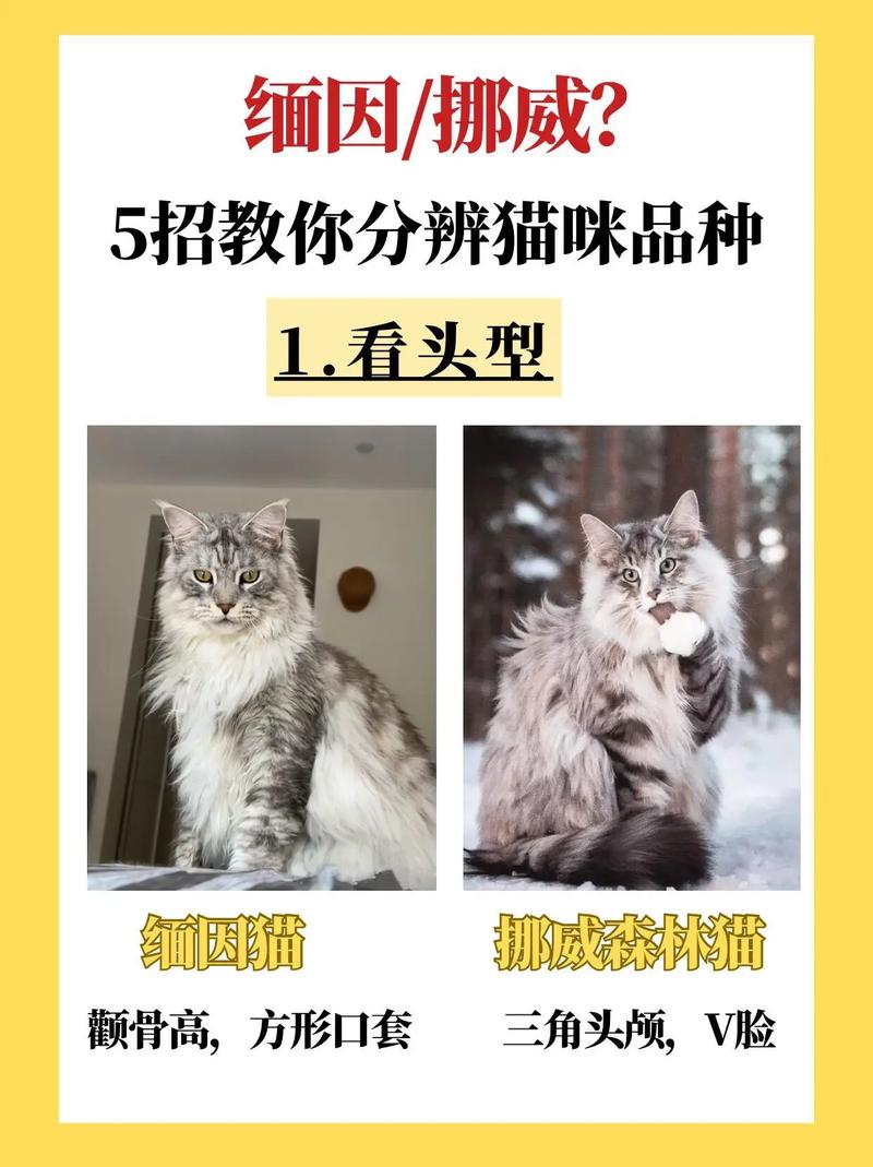 挪威森林猫性格怎么样?