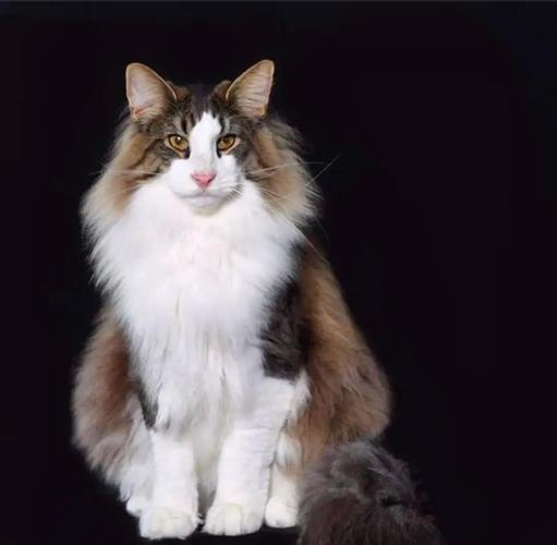 养猫为何不养挪威森林猫?原因很简单