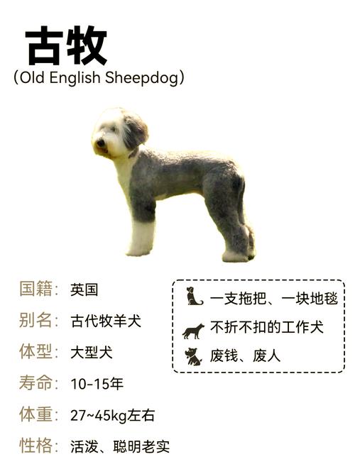古牧犬好养吗