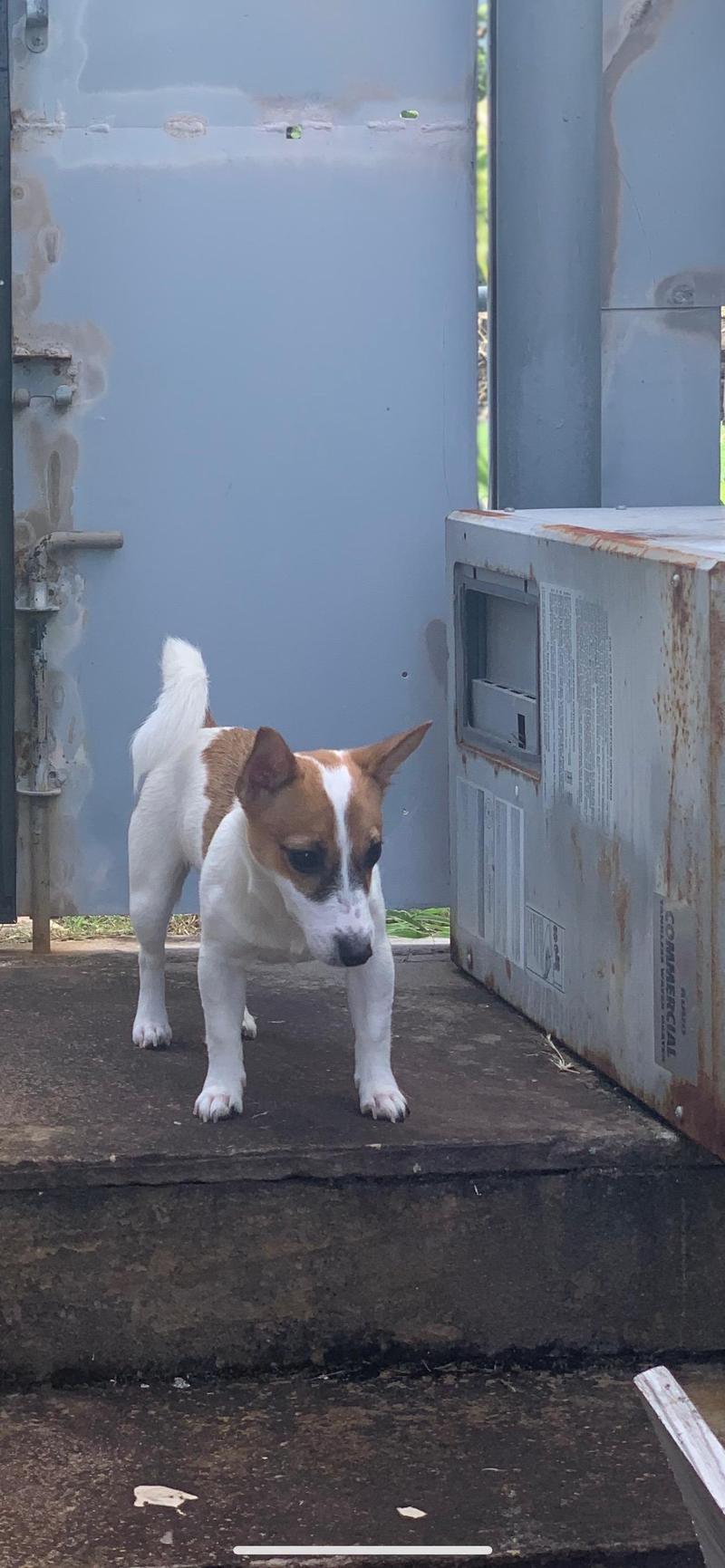 中华田园犬跟杰克罗素梗有什么区别?