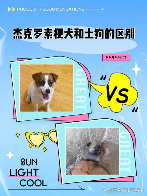 杰克罗素梗耳朵会不会竖起来