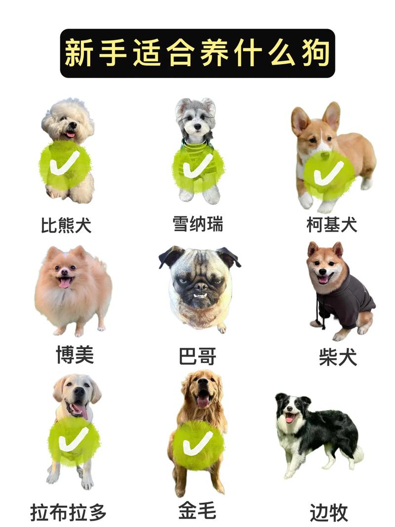 养什么宠物狗最容易打理