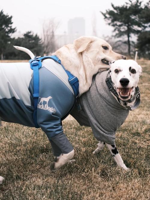 拉布拉多犬和大麦町哪个好