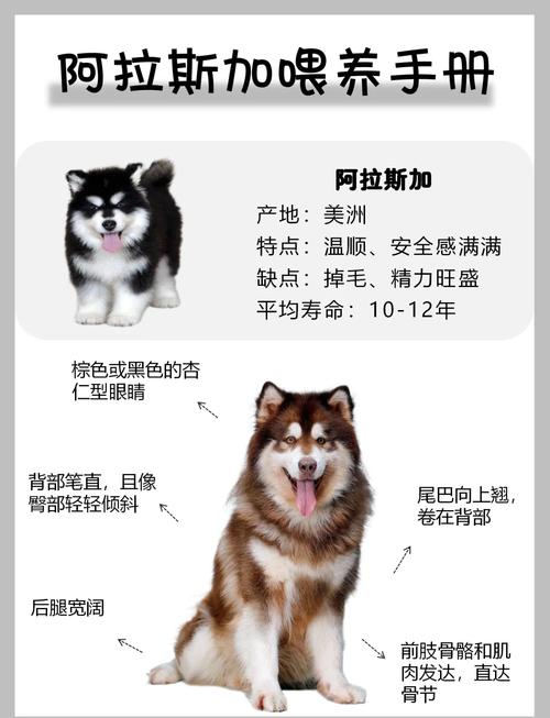 阿拉斯加是中型犬还是大型犬