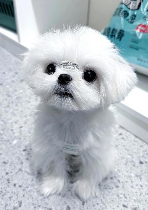 马尔济斯犬幼崽7000元能买到吗
