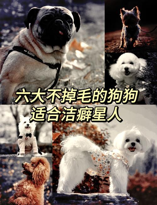 适合家养不掉毛的狗狗有哪些