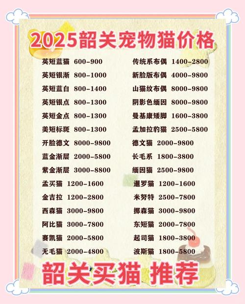 美国短毛猫多少钱一只?