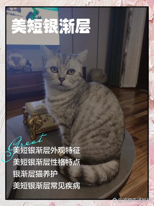美国短毛猫相对来说贵吗?要怎么养?