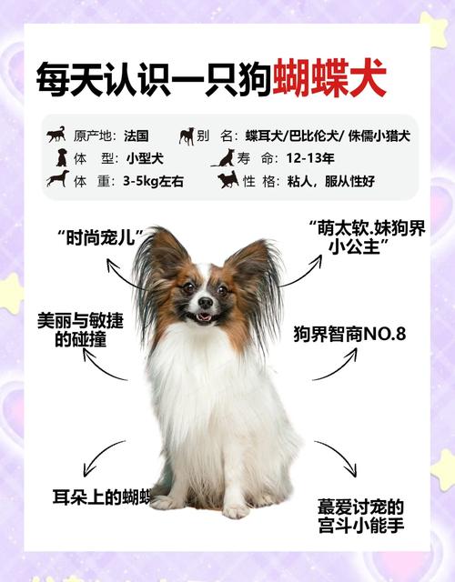 蝴蝶犬饲养时哪些误区需要回避?