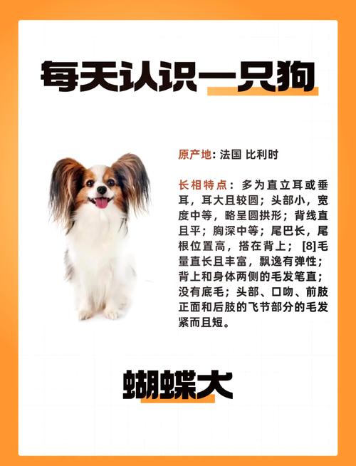 爱犬大联盟:小型犬目录
