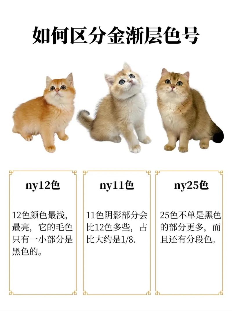 金渐层11和12色和25色哪个贵