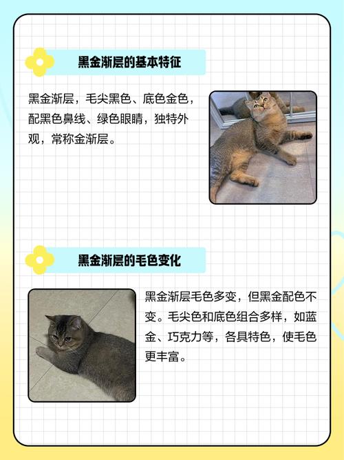 金渐层幼猫哪个色号更值钱