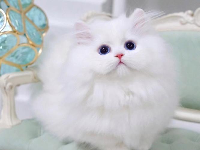 曼基康矮脚猫的性格怎么样?