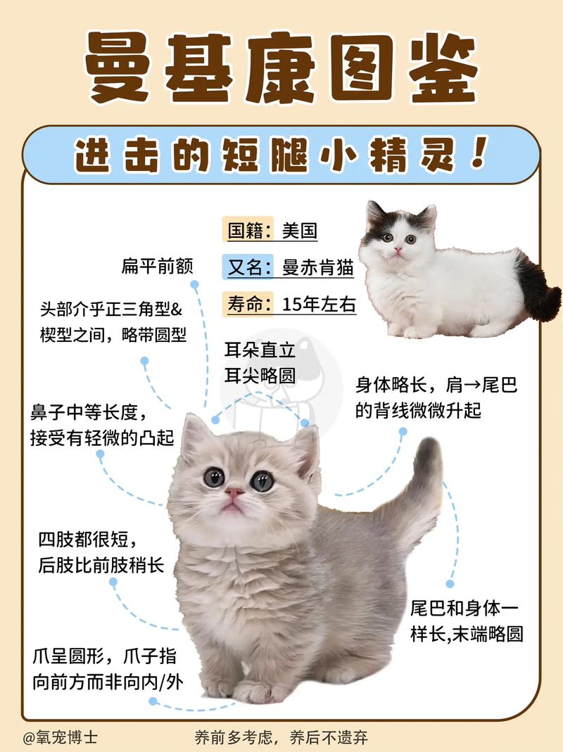 橘猫可以和哪些品种的猫咪串串呢?
