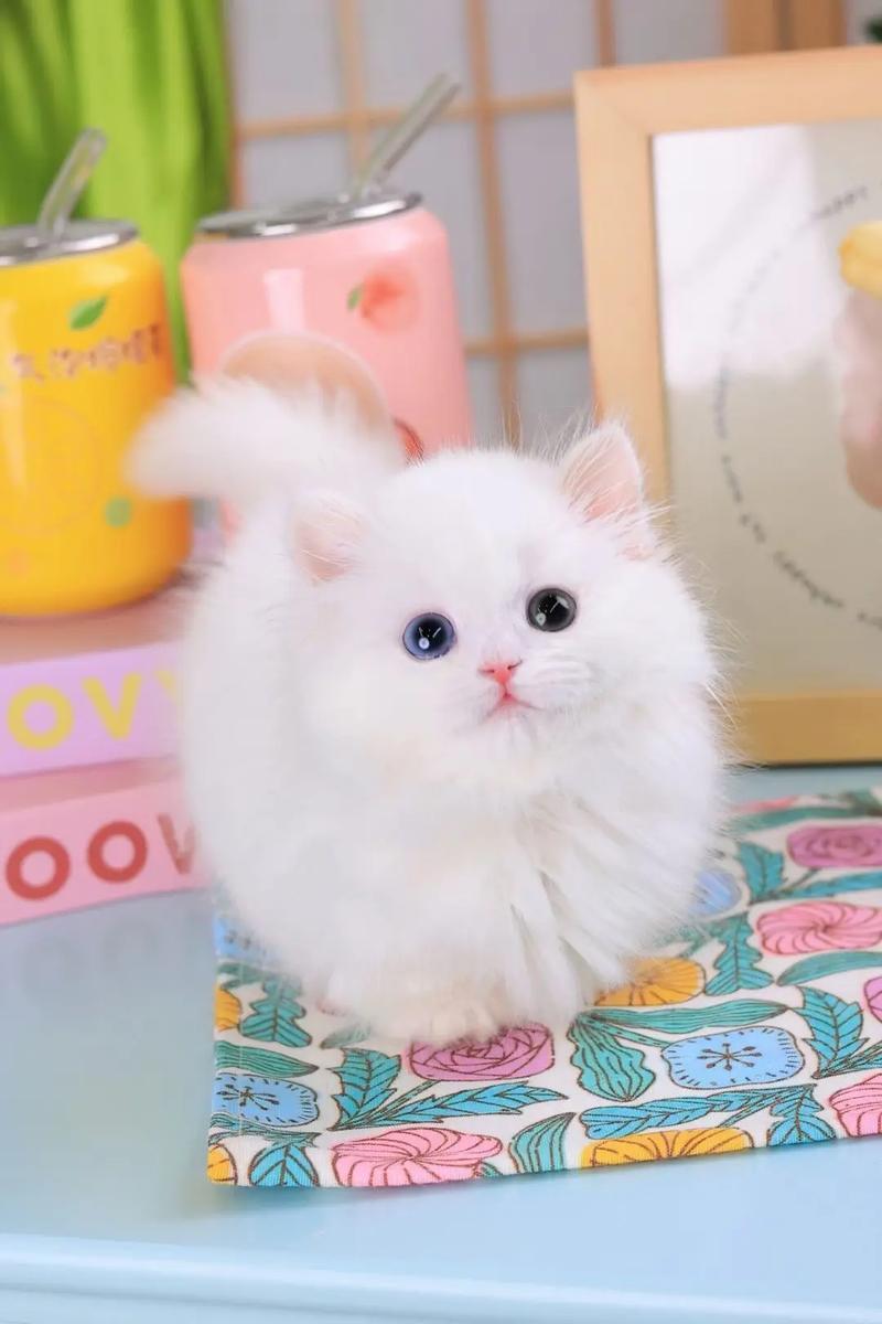 千万别养曼基康猫的原因是什么缺点有哪些