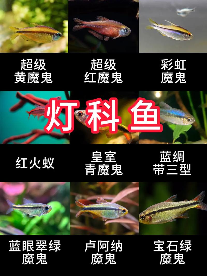 宝莲灯鱼品种简介及外形特点