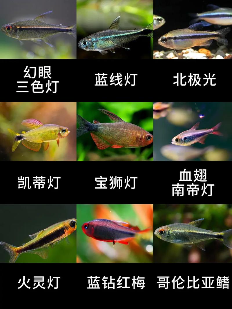 性格温顺的中型鱼品种有哪些推荐呢?