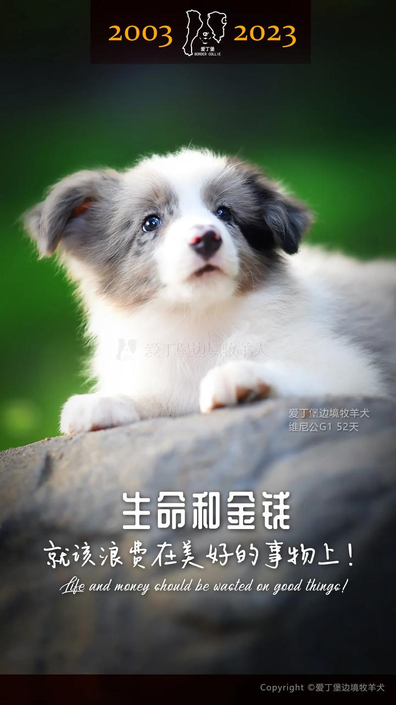 德国边境牧羊犬多少钱