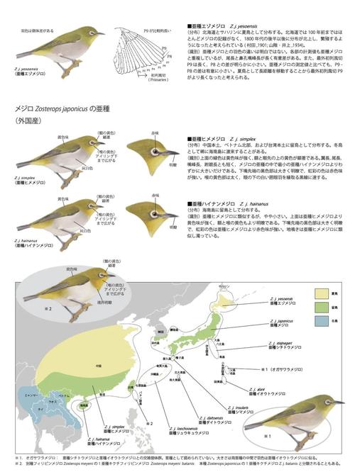 暗绿绣眼饲养与管理