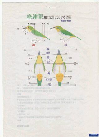 灰腹绣眼鸟和暗绿绣眼鸟有什么区别?