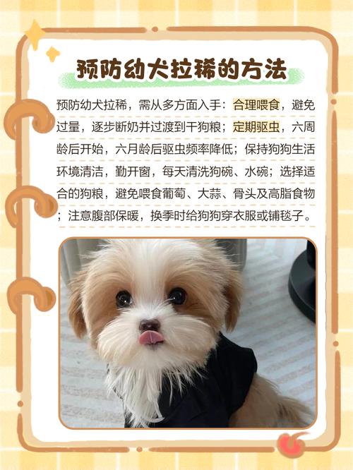 两个月小狗拉稀水状怎么办