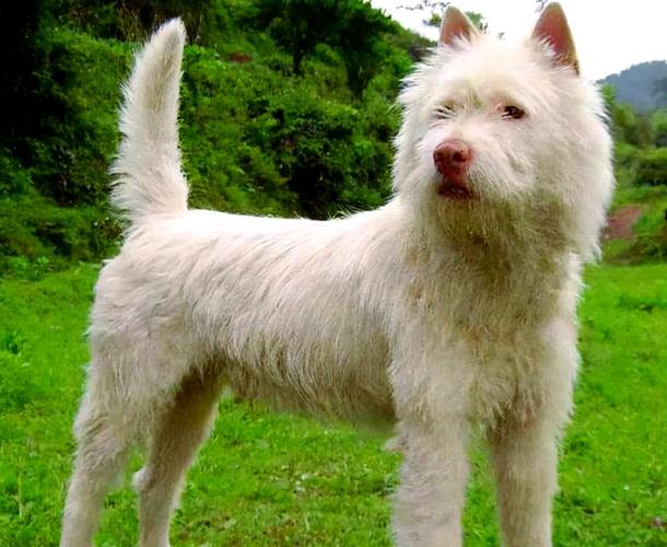 国内大型猛犬,都有哪些品种?