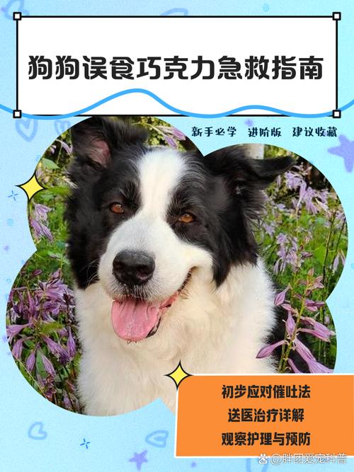 狗狗吃了块代可可脂的巧克力该怎么办?
