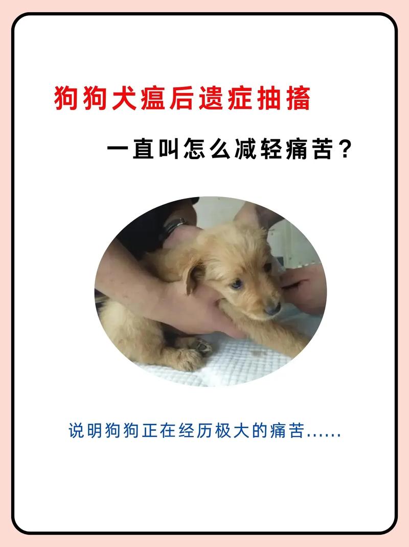 犬瘟狗一直抽搐哼唧很痛苦吗