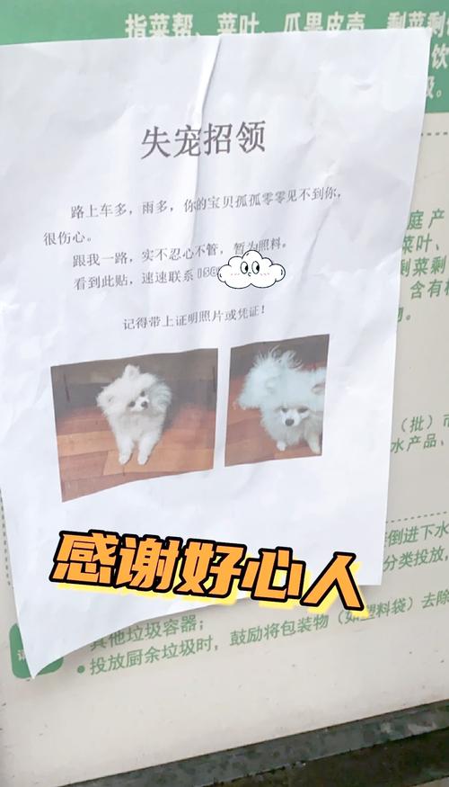 小狗丢了怎么找回来