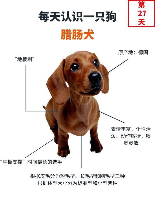 腊肠犬耳朵掉毛什么原因