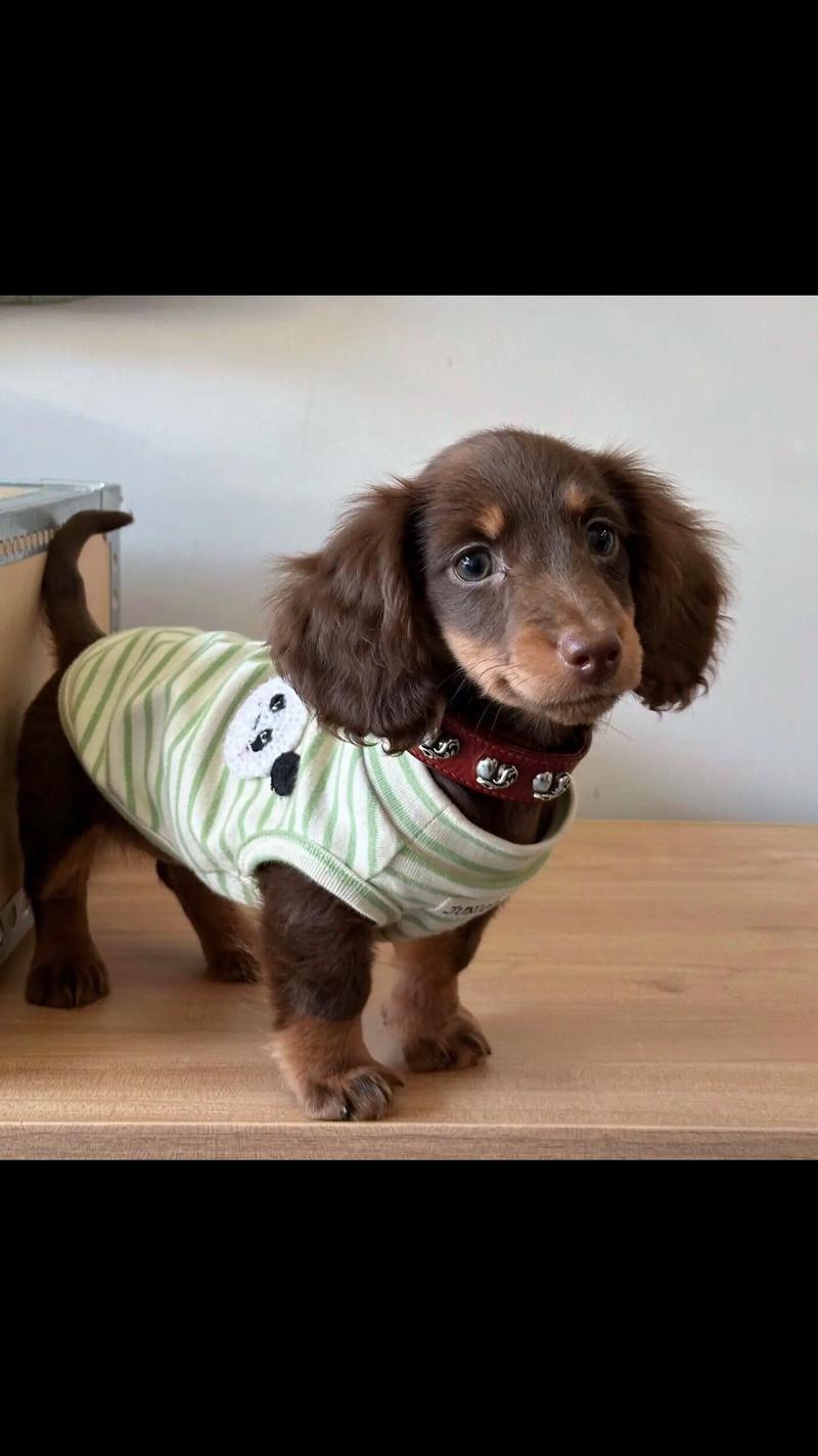 腊肠好养还是小鹿犬好养?